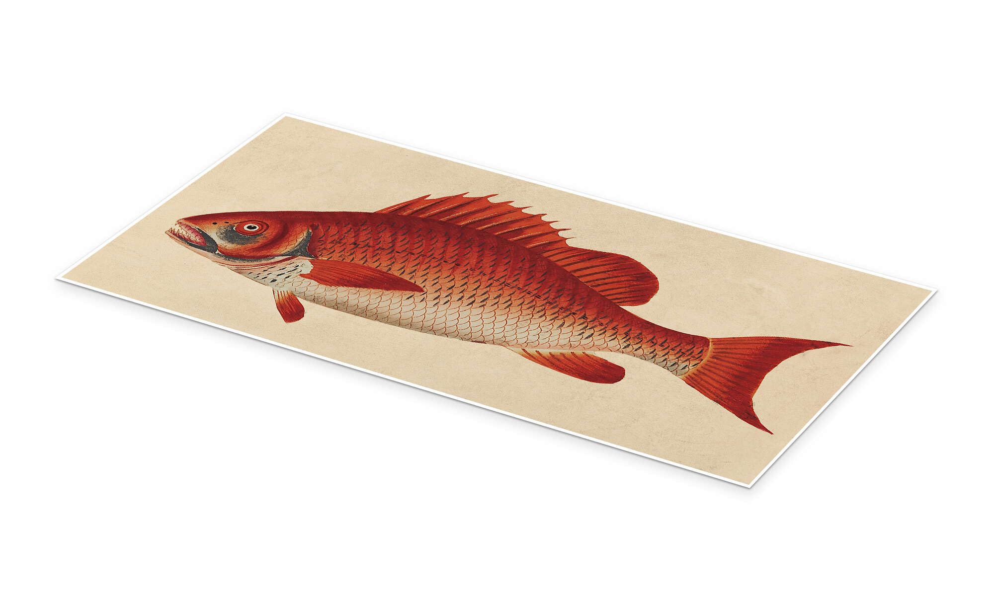 Red snapper, Lutjanus campechanus Plakat