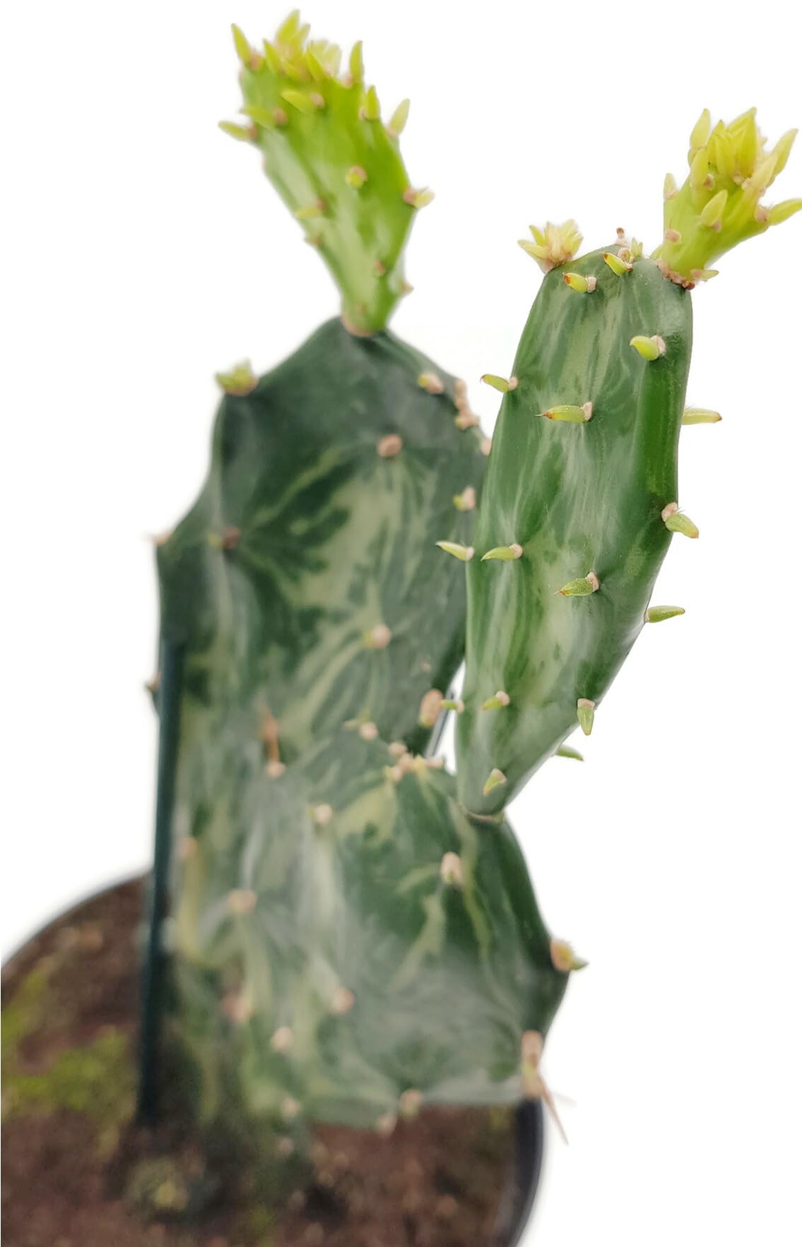 Fangblatt - Opuntia Jamaicensis "Ghost" - der Gliederkaktus aus Jamaica -  eine auergewhnliche Zimmerpflanze und pflegeleichte Sukkulente :  Amazon.de: Garten