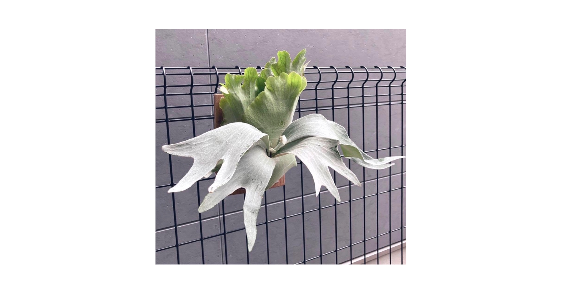 Amazon.co.jp: P.White House #04 胞子 ビカクシダ : おもちゃ