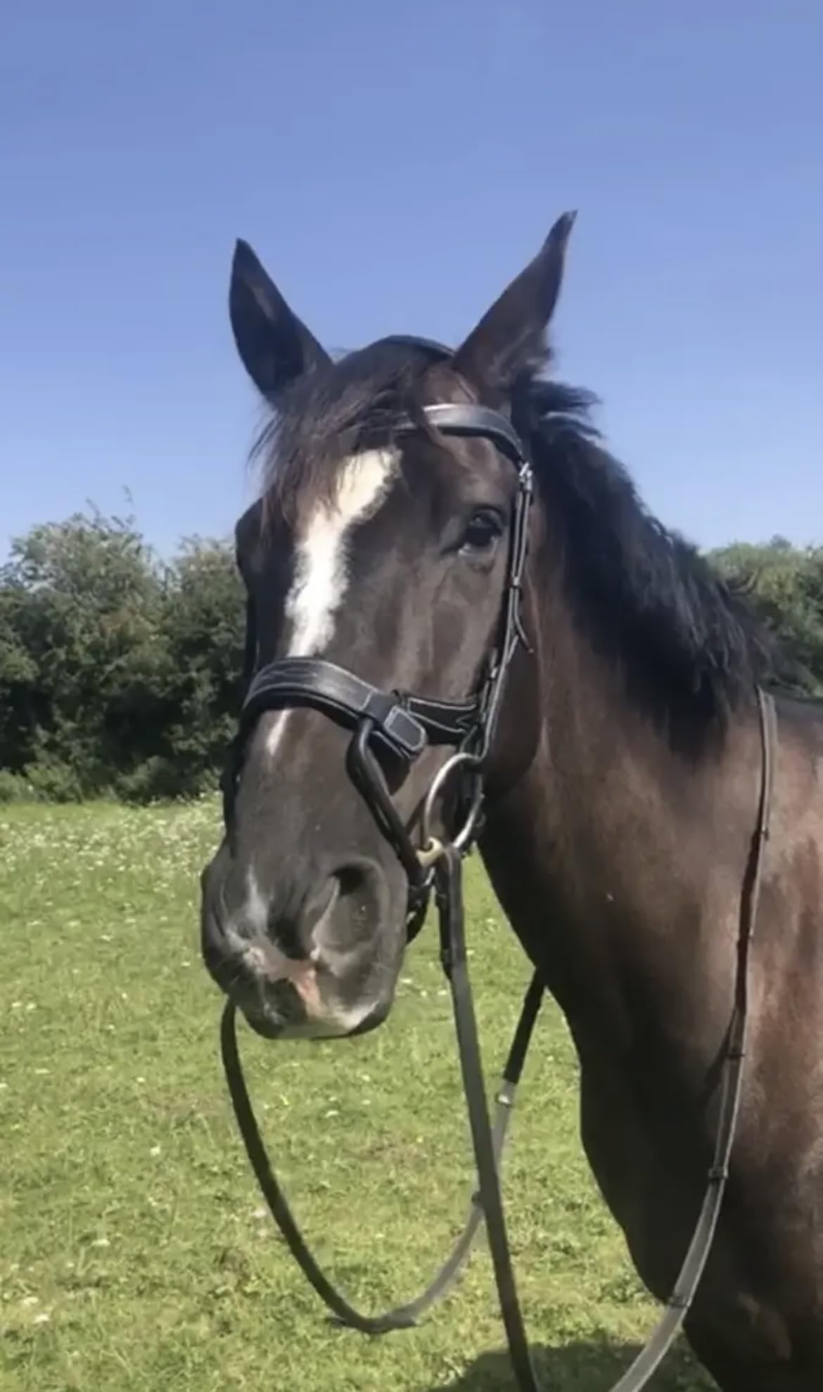 BENZ EQUESTRIAN ANATOMICAL LEATHER JUMPING BRIDLE PADDED COMFORT SHOW STITCHING BLACK (cob/medium, black)