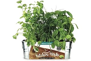 Organic Windowsill Grow Kit: The Buzzy Herb Garden