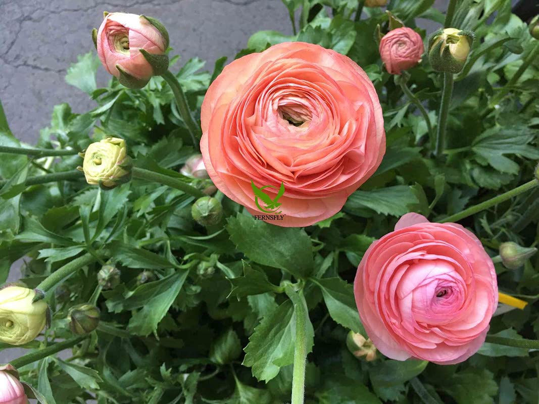 FernsFly® IMP. Ranunculus | Rannculus Excellent Quality Flower Bulbs for Attractive Aromatic Flowers Home indoor Outdoor Gardening Plants Flowering Bulbs (Pack Of 1 The Multi Mix Ranunculus) (B09H7LGT79) Amazon Price History, Amazon Price Tracker