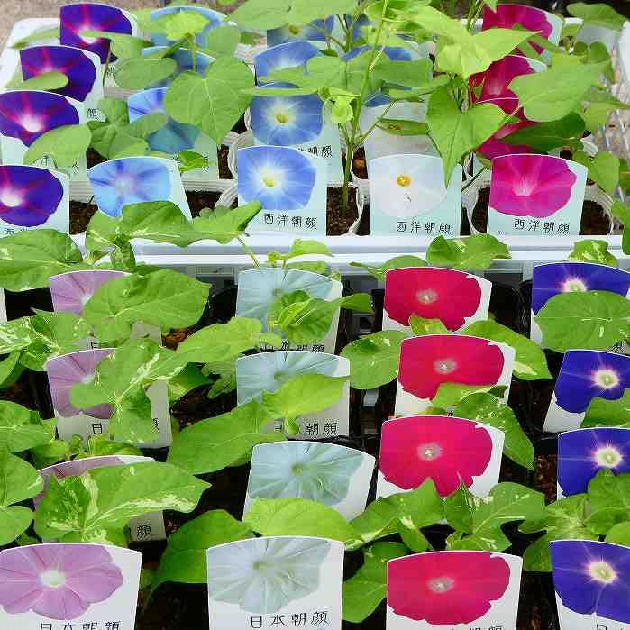 Amazon | 朝顔 苗 日本朝顔 夢 3.5号 赤 250501 | 花