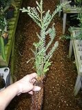 Nicely Started California Redwood Tree - 20 inches high