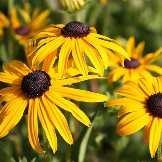 Plant Theory Sullivantii Goldsturm Black Eyed Susan Perennial Flowering Plant Rudbeckia 2L Pot