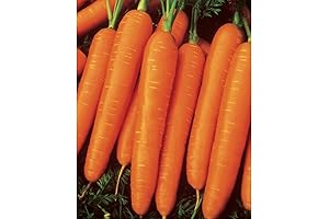 Burpee Organic Scarlet Nantes Carrot Seeds: Non-GMO, Fast-Growing, Crisp, and Sweet