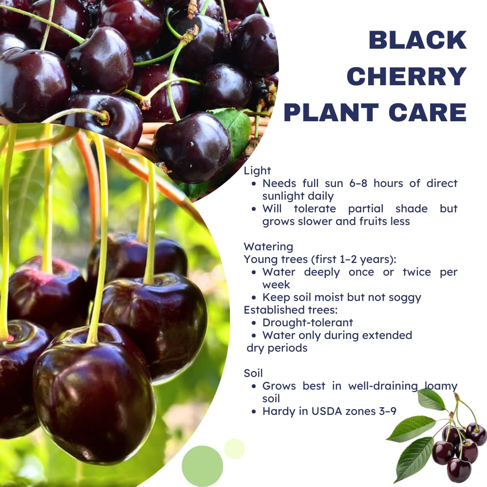 Amazon.com : 2 Black Cherry Trees Live Plants for Planting, Sweet
