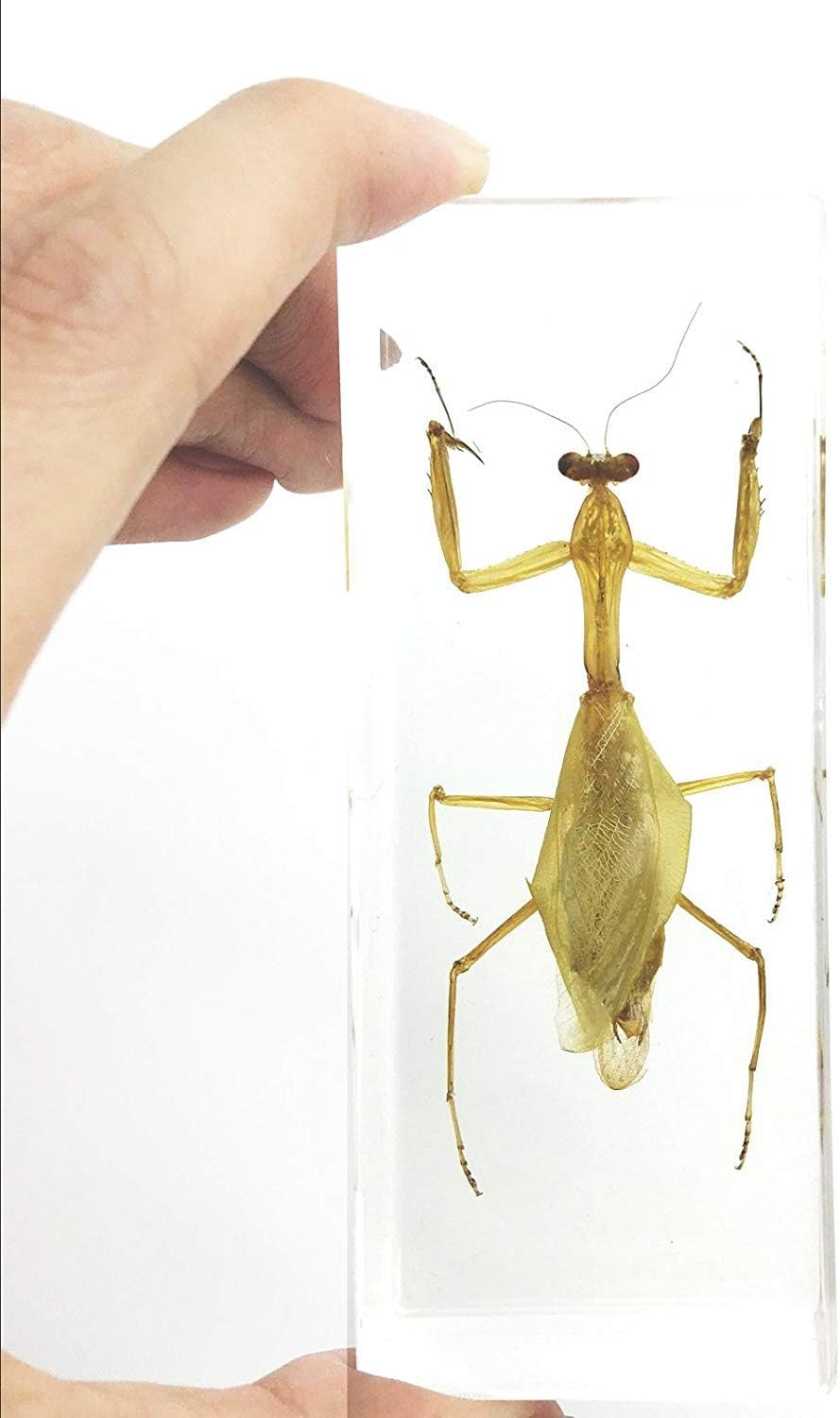 - Praying Mantis(Mantis)(rearhorse) Paperweight Specimen Science Education Specimens(4.4x1.6x1.1")