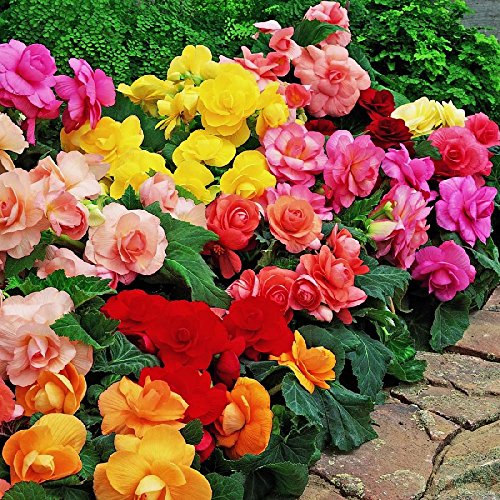 See full amazon price history chart for Mixed Double Begonia Bulbs Value Bag - 5 Bulbs per Package. Mixed Double Begonia Bulbs Value Bag - 5 Bulbs per Package. (B09X7C97HQ) Amazon Price History, Amazon Price Tracker