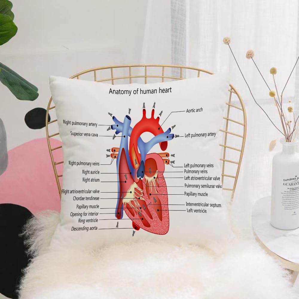 HYMSXW Cushion Cover,Throw Pillow Case Home Decorative for Living Room Bedroom Sofa Chair 20X20 Inch,Educational, Medical Structure of the Heart Anatomy of the Human Body,Pillowcase 50X50cm