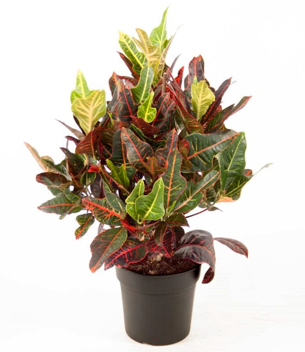 BALDUR Garten 1x Wunderstrauch Kroton ca. 55-65 cm hoch, Pflanze im 17  cm-Topf, Grnpflanze, mehrjhrig - frostfrei halten, pflegeleicht,  wuchsfreudig, buntes Laub, Codiaeum variegatum : Amazon.de: Garten