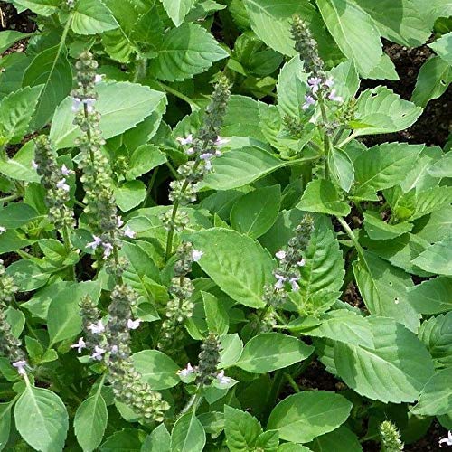 ADITYA GREEN PLANTS AGP Kapoor Tulsi Medicinal Live plant(1 Healthy Live Plant in Poly bag) (B09NFPS17T) Amazon Price History, Amazon Price Tracker