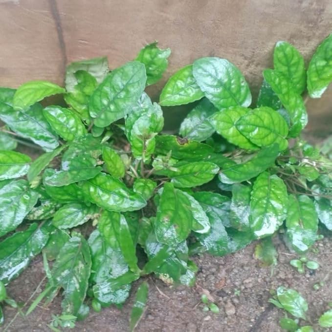 Daun Gempur Batu - Ruellia Napifera Zoll. & Moritzi Dried Leaf (600 gram)