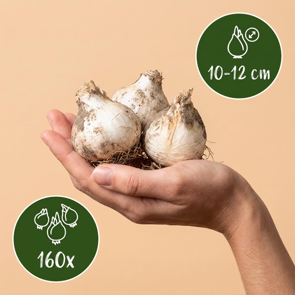 Green boutiQ - 160x Allium Siculum - Ail de Sicile - Crème et Rose - Floraison estivale - Calibre 10/12