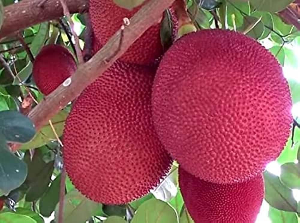 Green Colections Rare Pink Grafted Healthy Live Jack-fruit/Jackfruit Plant | Thai Variety Pink Jackfruit Alltime Hybrid Grafted Live plant sweet & juicy Exotic Fruit fruit(VIETNAM SUPER EARLY VARIETY) (B0CPVDNMJ8) Amazon Price History, Amazon Price Tracker