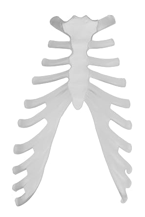 JS00028-CC0 Life Size, Dis-Articulated Human Skeleton | 3 Part Skull | One Hand & Foot Loosely Wired | Includes Labeled Diagram & Carrying Case