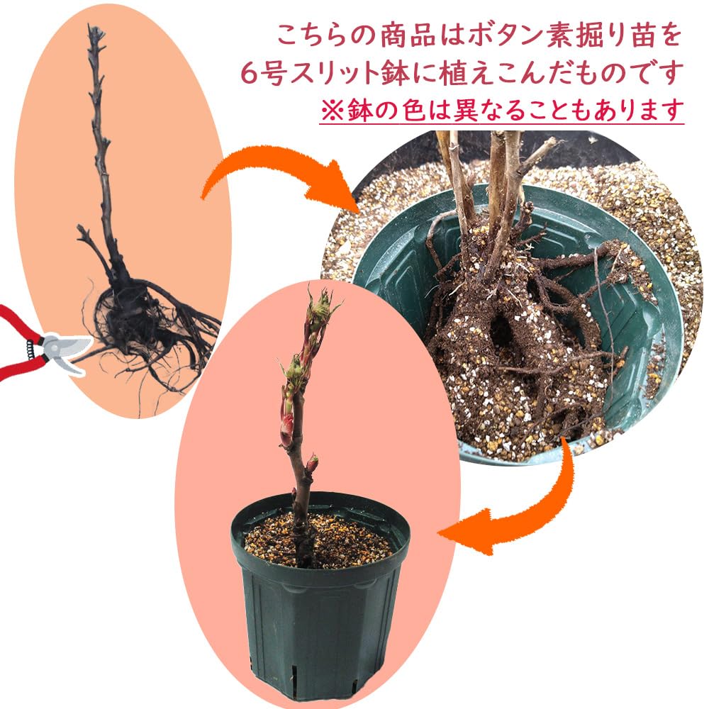 Amazon.co.jp: 花終わり 「 ボタン (牡丹) 植え込み苗 」21cmポット 苗