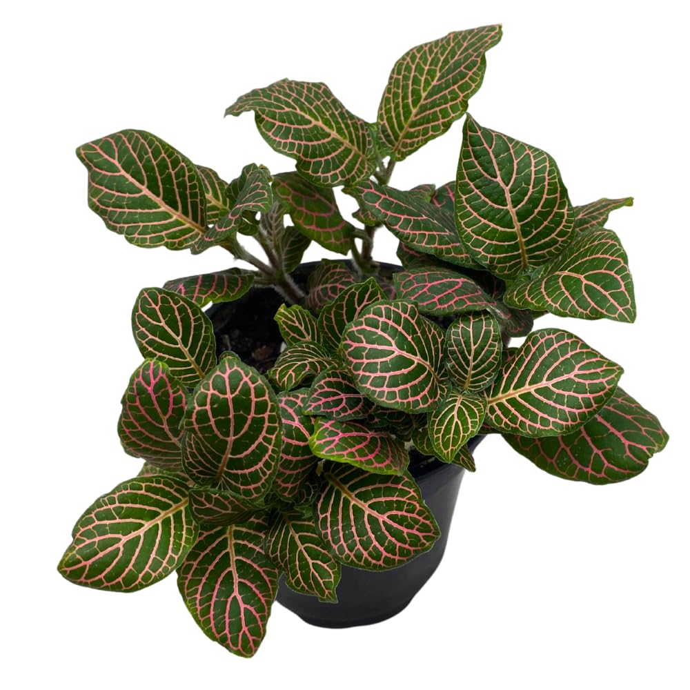 Amazon.com : BubbleBlooms Pink Crinkle Frankie Fittonia Albivenis Nerve  Plant in a 4 inch Pot Silver Net Leaf, Mosaic Jewel Creeping Indoor Plant  Argyroneura : Patio, Lawn & Garden