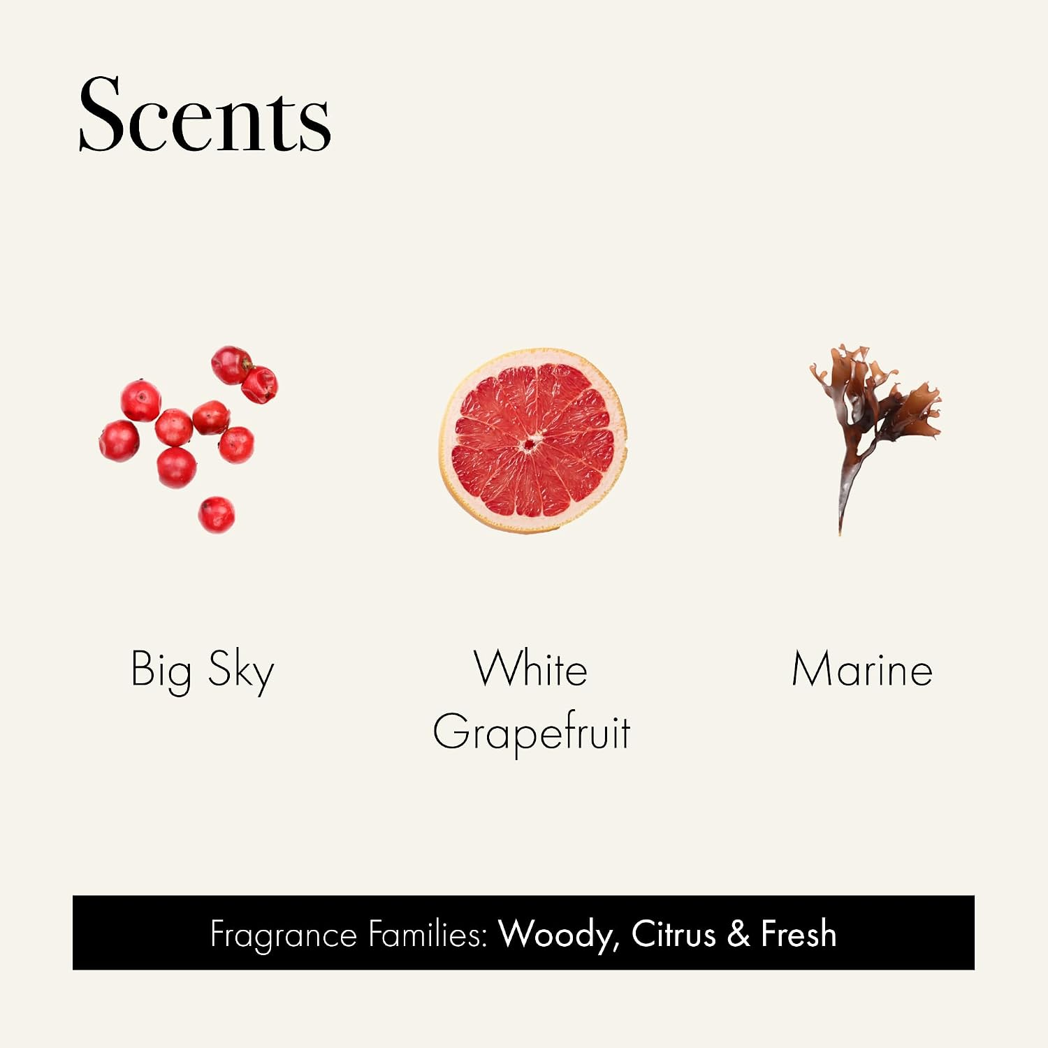 Discovery Trio Founder’s Picks: Big Sky, White Grapefruit & Marine - 3 Fragranced Candle Sample Tins - 2-Hour Burn Time Each - Made in The USA