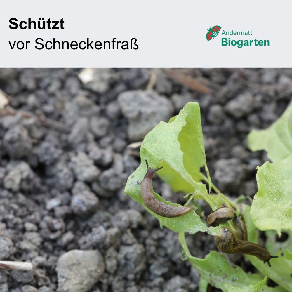 Andermatt Biogarten SchneckenStopp Haube – natürlicher Schneckenschutz, Schutzhaube vor Schnecken, Hagel, Frost & Platzregen, Mini-Treibhaus für besseres Pflanzenwachstum, transparent, 12er Pack