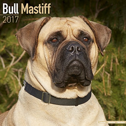 Bull Mastiff
