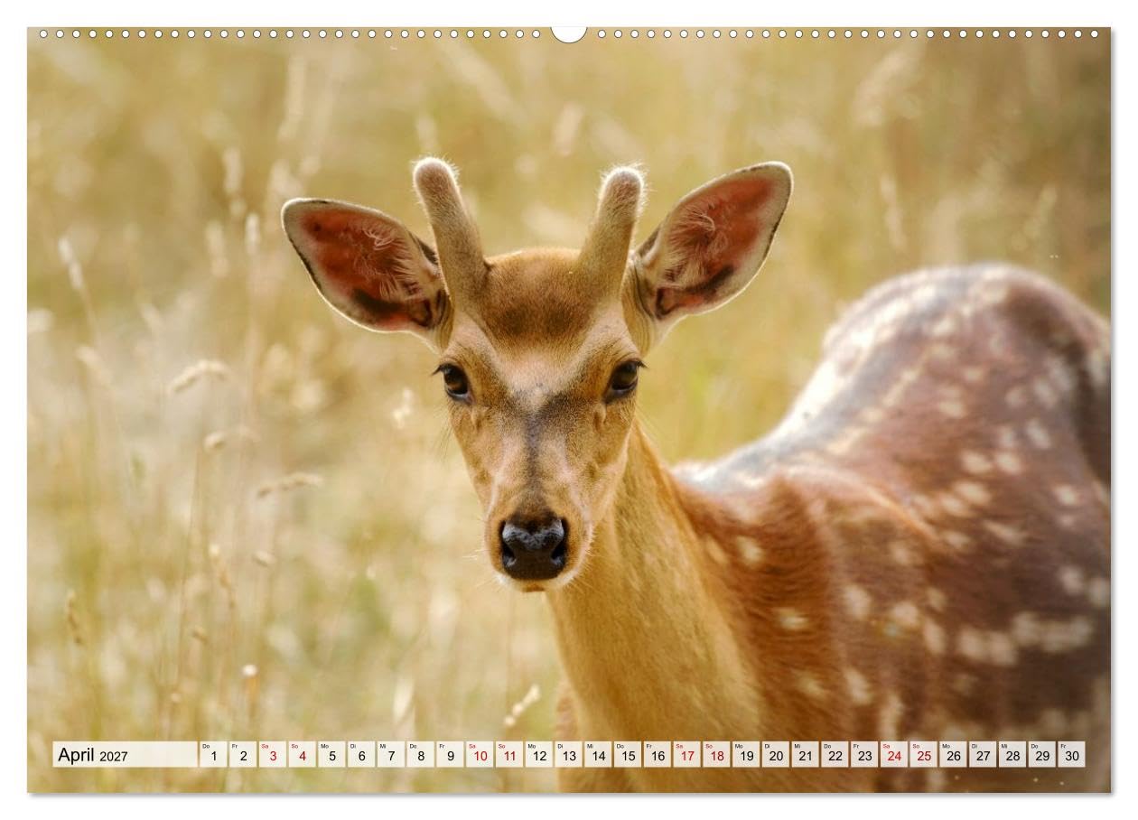 CALVENDO · Sanfte Augenblicke, Faszination Rehe (Kalender 2027) | DIN A2 Querformat · Premium-Wandkalender · Rehe, Eleganz und Sanftmut des Waldes