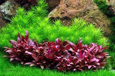 WFW wasserflora In-Vitro Mini-Papageienblatt/Alternanthera reineckii 'Mini' Cover
