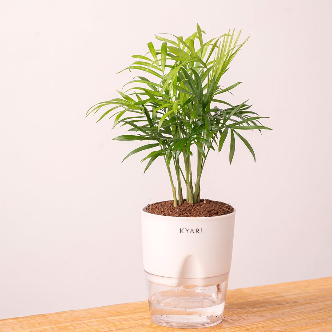 KYARI Bamboo Palm (Chamaedorea Palm) Air Purifier Live Plant with White Self Watering Pot - Small 4 Inch-image-29
