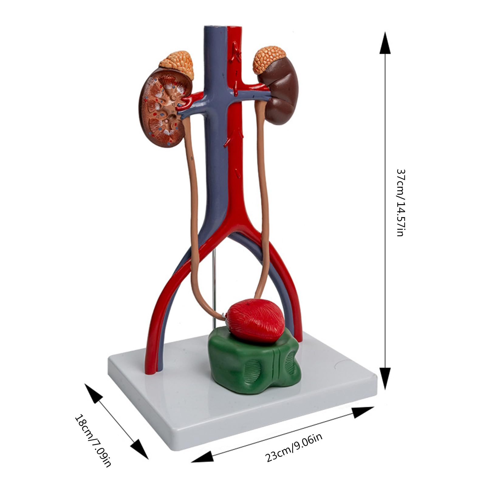 1: 1 Modello Urogenitale Modello del Corpo Umano Mostra Ureter della vescica per il rapporto Insegnamento Biologia Forniture didattiche
