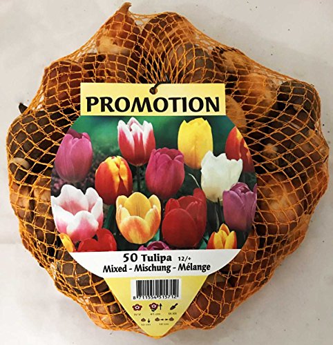 Collezione 18 Bulbi Di Tulipano Rosso E Bianco Per Aiuole E Vasi – Calibro 11/12, Fioritura Aprile-maggio