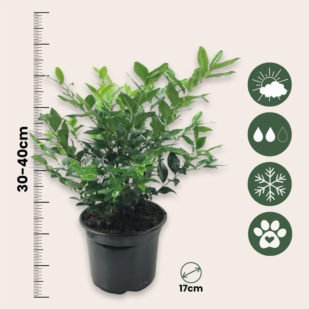Plant in a Box -Sarcococca Confusa - Set de 2 - Meatberry - Fleurs blanches en hiver - Plante de jardin - Sarcocoque - Pot 17cm - Hauteur 30-40cm