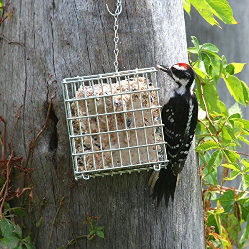 Pacific Bird & Supply Co Mealworm + Peanut Suet Cakes Pb-0026 (Case Of 12) #TOP3