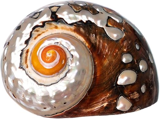 Hermit Crab Shells | Turbo Shells | African Sarmaticus Turbo Shell 2.5"-3" | Hermit Crab House for Décor | Plus Free Nautical eBook by Joseph Rains