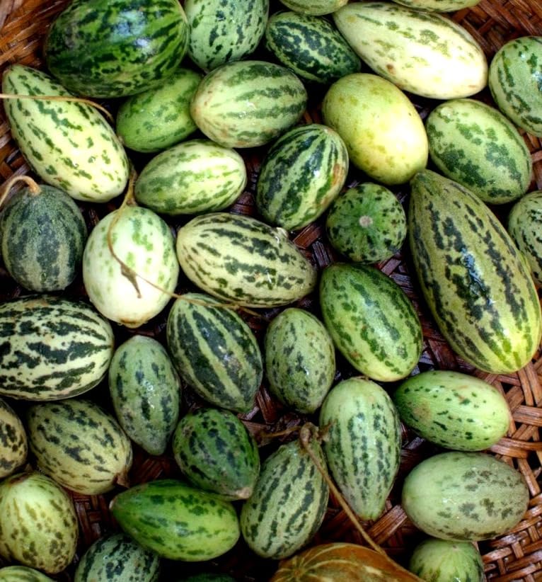 Foot Kachri Vegetable Seeds for home garden/Vegetable Seeds for Planting- 50 Seeds (B0C8BBQ4PM) Amazon Price History, Amazon Price Tracker
