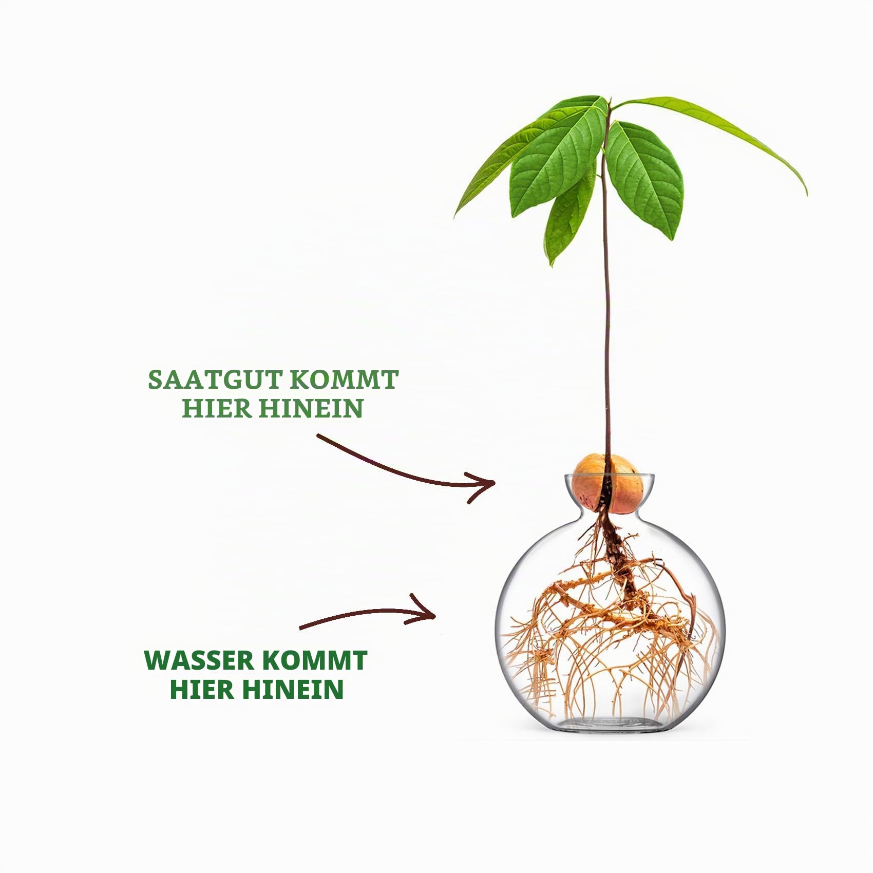 Avocado Samenvase, mundgeblasenes Glas-Anzuchtgefäß für den Anbau von Avocados Pflanzen, einzigartiges Startergeschenk für Pflanzenliebhaber