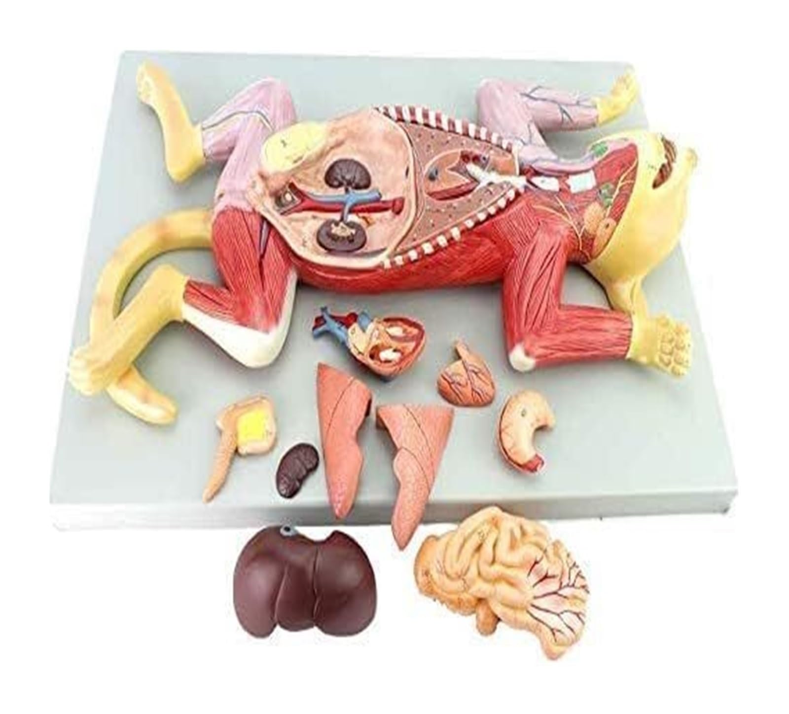 Amazon.co.jp: SNIME 動物解剖モデル 猫の骨格と解剖学モデルキット