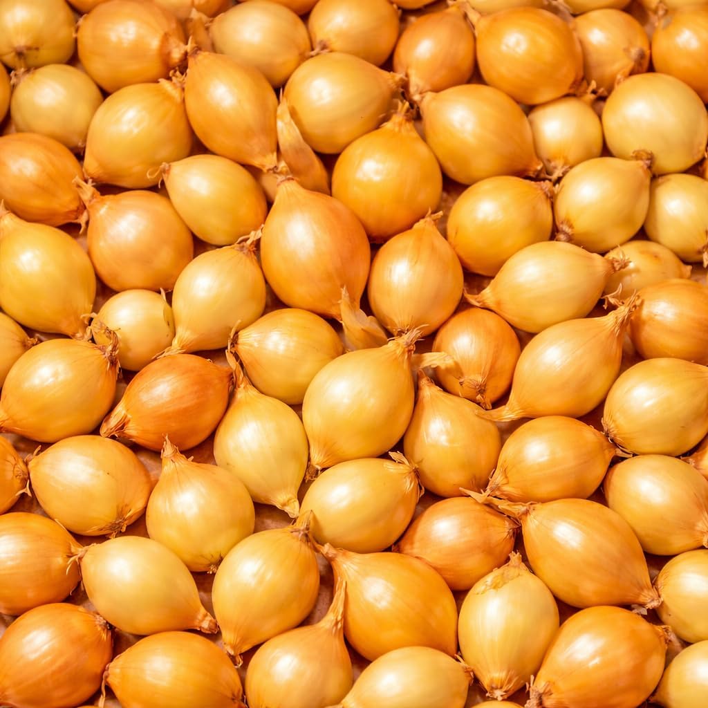 Yellow Onion Sets Bulbs, 100 Counts, Heirloom Onion Bulbs, Non-GMO, Easy to Grow Vegetable for Garden and Cooking Use