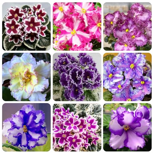 50+Variegated African Violet Seeds for Planting Outdoor Indoor