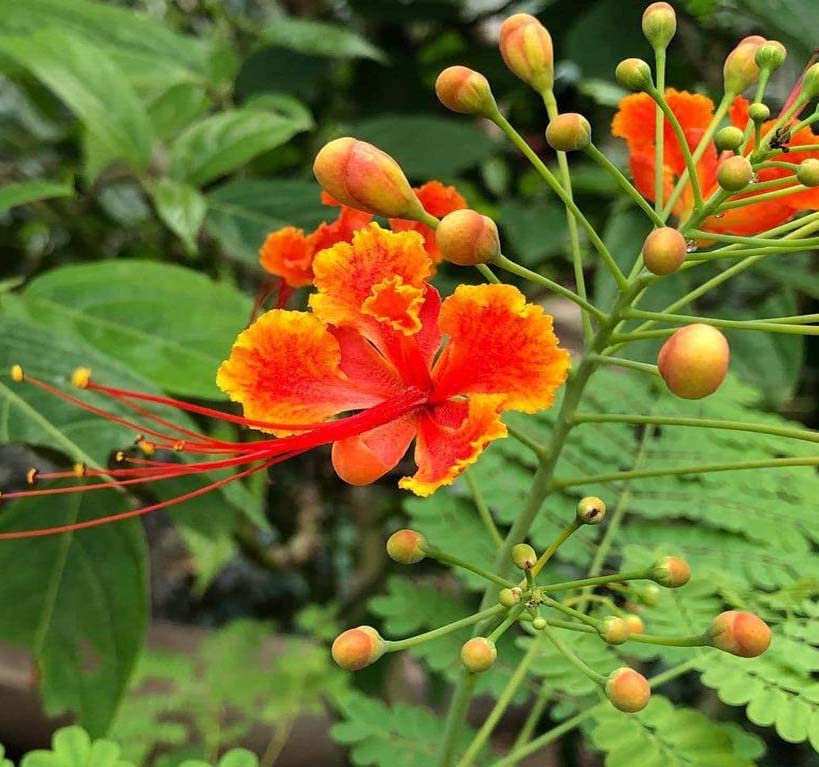 Poinciana pulcherrima (Barbados Pride, Red Bird of Paradise Shrub) Tree Seed, Brilliant Scarlet and Yellow Flowers, You Choose The Quantity (10 Packs)