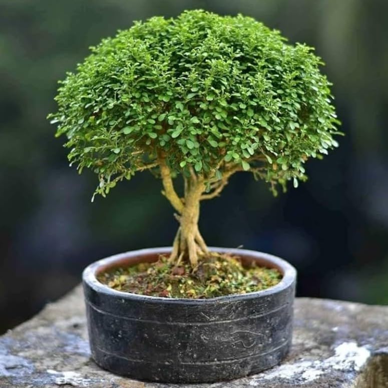 Live Bonsai Bushy Table Kamini Tree House Plant Big Size With Plastic Pot Table Kamini Dwarf Kamini Murraya paniculata Table Desk Indoor Outdoor Balcony Garden Plant Pack of 1-image-39