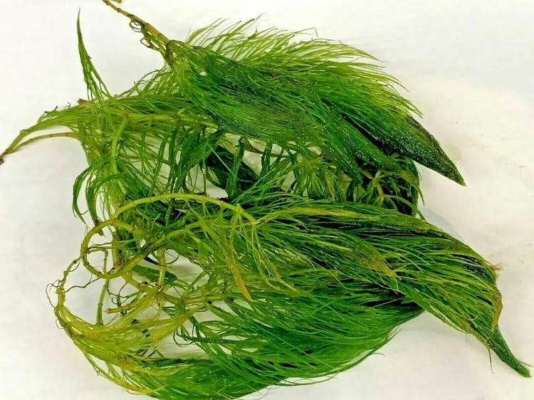 6X Ceratophyllum Demersum Pond Water Oxygen Plant - Hornwort Evergreen Fish
