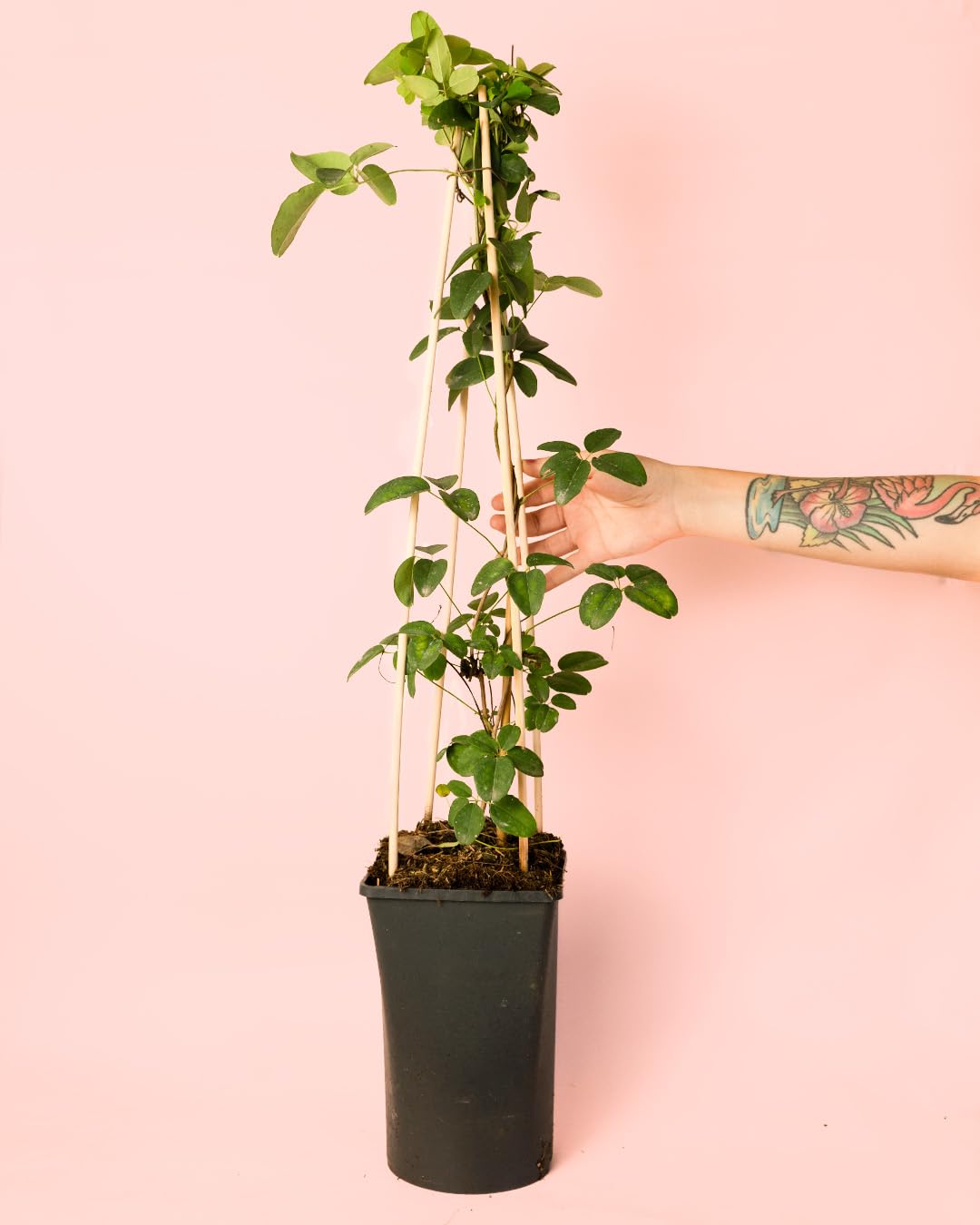 Akebia Quinata | Plantas Naturales Exterior | Pur Plant