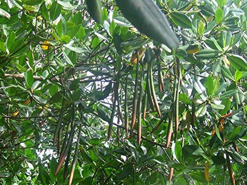 Rote Mangrove Rhizophora mangle Pflanze 25-30cm Mangrovenbaum Rarität