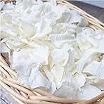 1500Pcs Real Dried Ivory White Hydrangea Flower Petals - Natural smal Petals for Wedding, Party Confetti, Flower Girl Baskets, Romantic Night, Proposal Decor, Handcrafts (1.06 oz)
