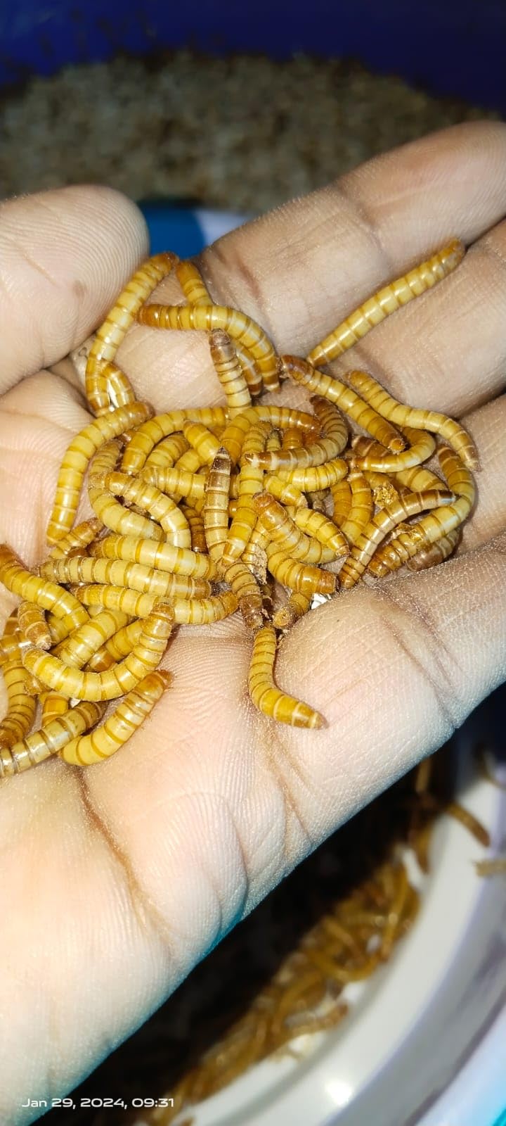 Mealworms (250-Count) Pro-Meal Live Larvae, All Life Stages, ?Fish, Reptile, Bird