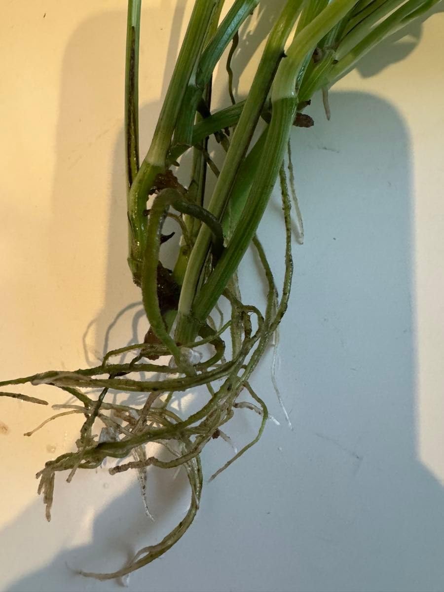 斑入りポトス 5本