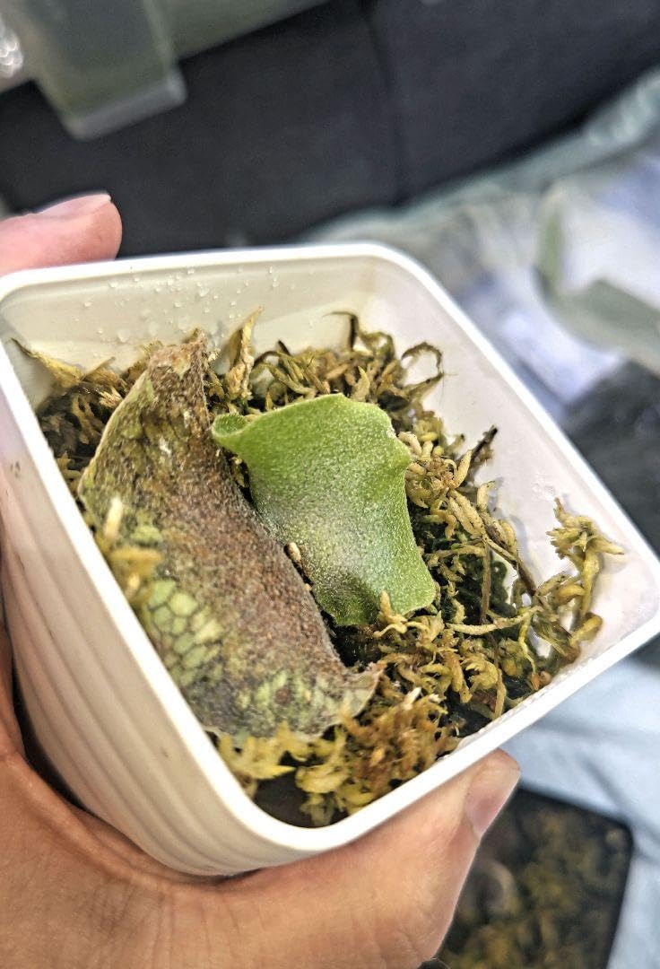 ビカクシダ ムーンライト　子株 Amazon.co.jp: ビカクシダムーンライトP.Moonlight子株 ホビーグッズ