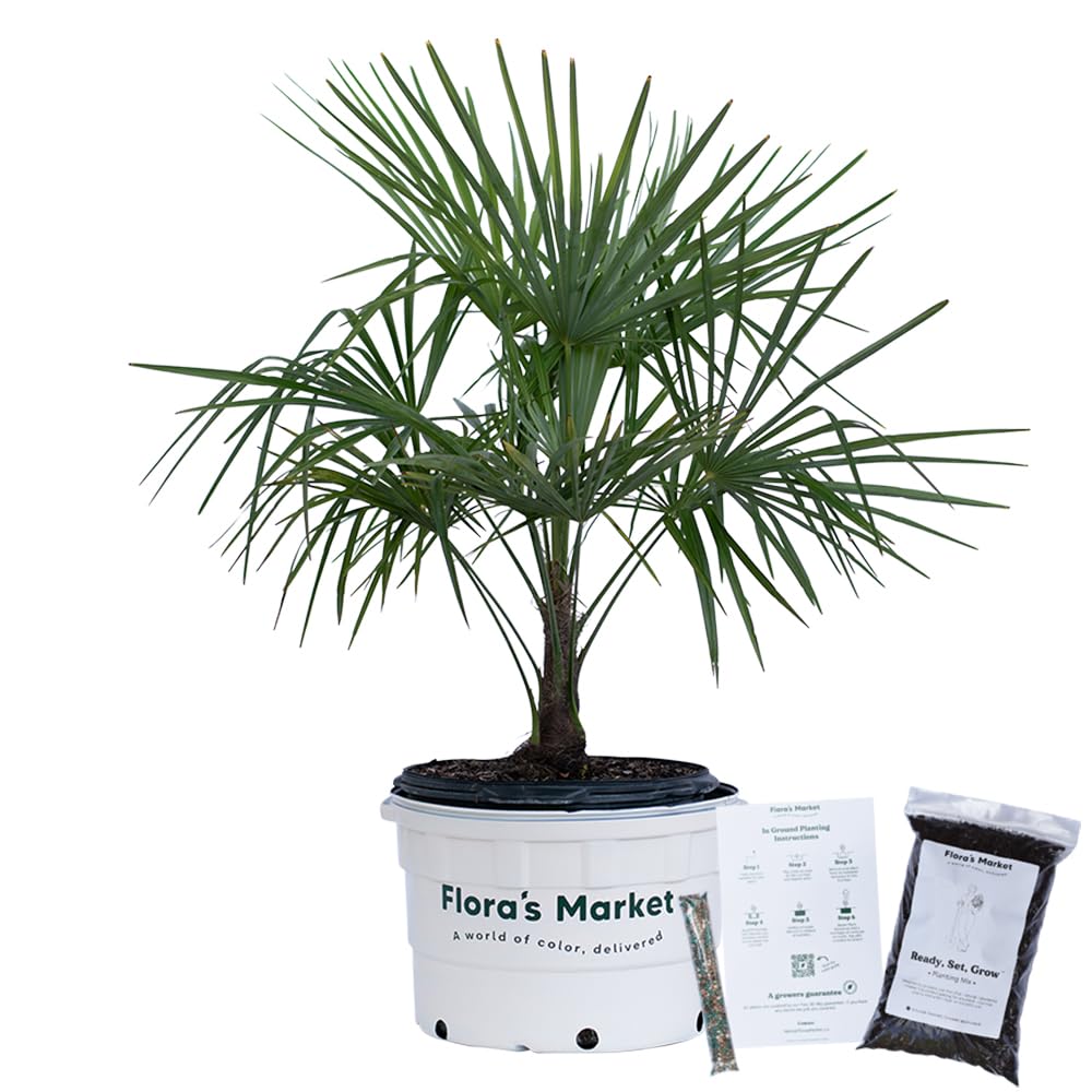Amazon.com : Windmill Palm Tree - 7 Gallon - Includes Planting Kit