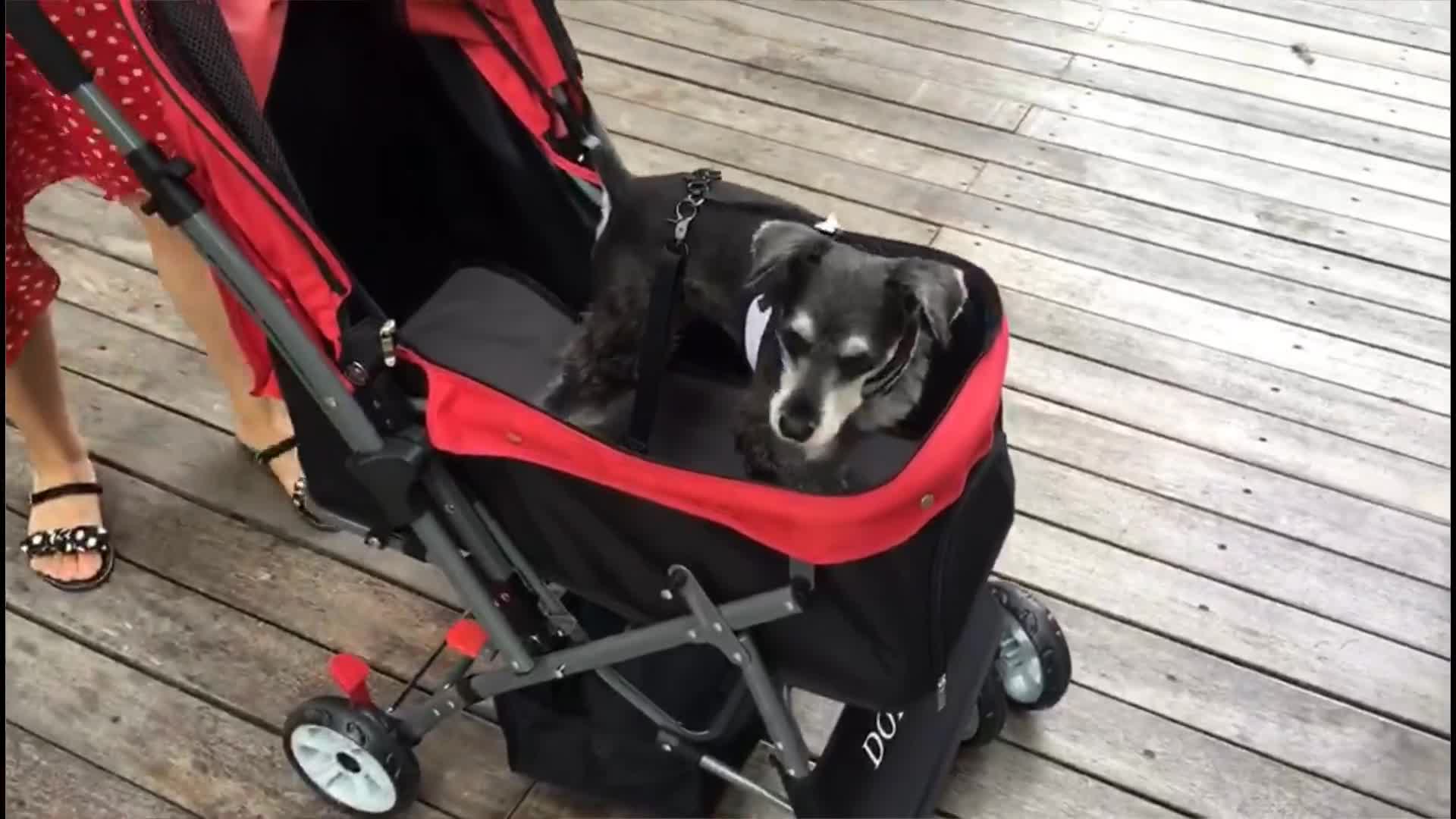 wooce pet stroller