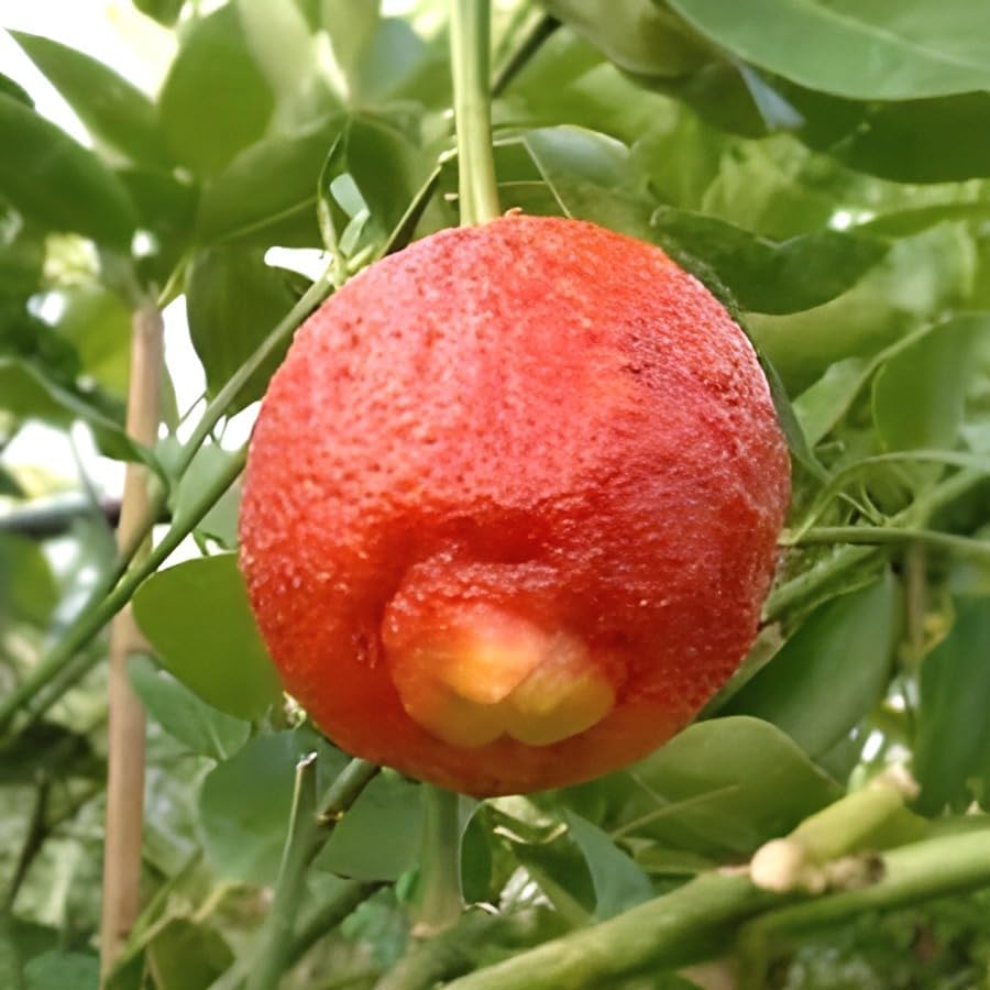 Image of Original inchRed Round Lemon Fruit inchTree Grafted plant ||For home garden fruit tree plant outdoor indoor